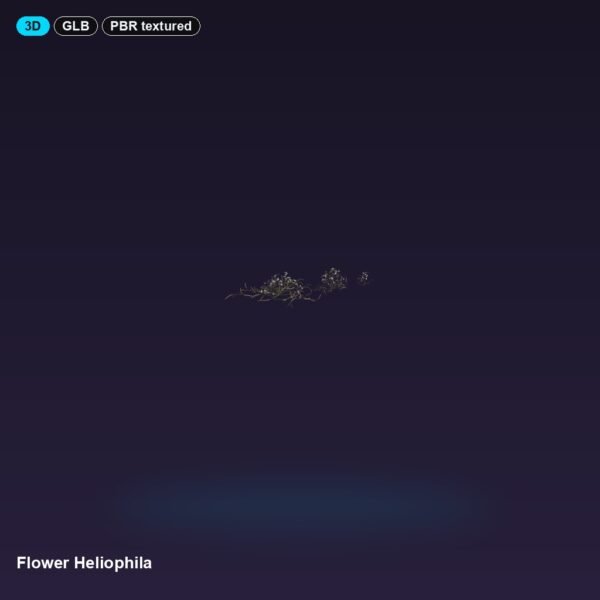 Flower Heliophila